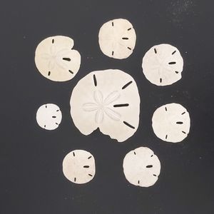 Real sandollars (set of 8)